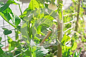 Young pea pods with white flower on metal trellis fence near brick wall siding backyard garden