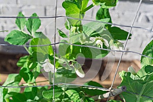 Young pea pods with white flower on metal trellis fence near brick wall siding backyard garden