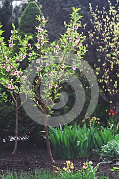 Young peach blossom tree in a beautiful spring garden