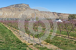 Young Peach orchard with Mt Garfield in the Grand Valley