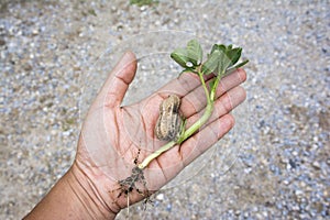 Young peanut or groundnut tree plant with leaves and seed in hand background