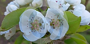 Young pear tree blossom in spring, White flowers close up