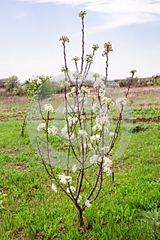 young pear tree with white flowers. Growing fruits in the garden