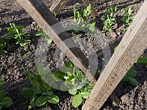 Young peas grow in the bed. Pinched trees on which to twist