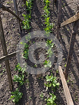 Young peas grow in the bed. Pinched trees on which to twist