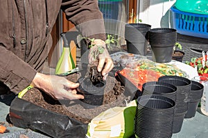 Young peas seedlings that have been grown from seeds in the greenhouse are placed in larger planters in the spring. The gardener