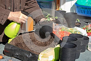 Young peas seedlings that have been grown from seeds in the greenhouse are placed in larger planters in the spring. The gardener