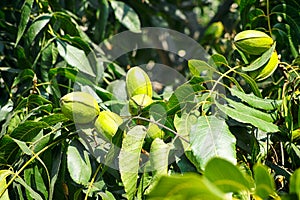 Young pecan nuts growing on the tree.