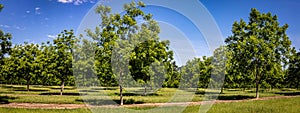 Young Pecan Tree Orchard