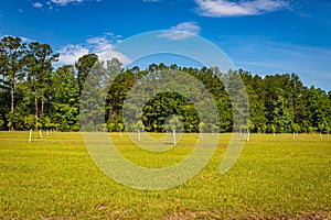 Young Pecan Tree Orchard