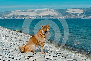 Young pedigree dog resting on the beach. Red shiba inu dog sitting near the black sea in Novorossiysk