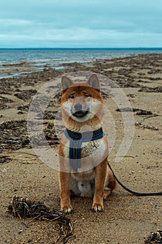 Young pedigree dog resting on the beach. Red shiba inu dog sitting near the Sea of Okhotsk on the island of Sakhalin