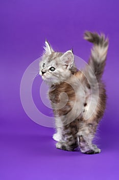 Young pedigreed Maine Coon Cat black silver patched tabby stands on purple background, raising tail.