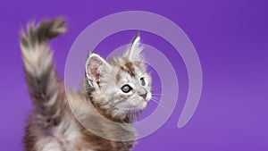 Young pedigreed Maine Coon Cat black silver patched tabby stands on purple background, raising tail