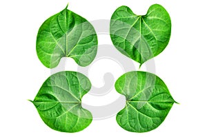 The young peepul leafs with the white background and clipping path