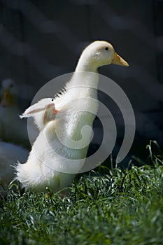 A young peking duck extend his wings