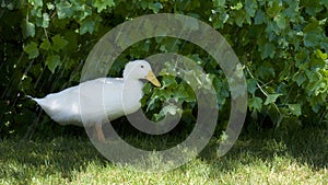 Young peking duck under green bush