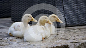 Young peking ducks take a rest