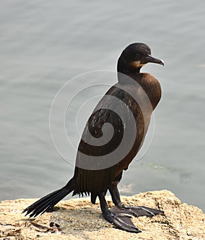 A young pelagic cormorant on a rock