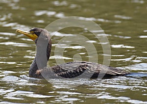 A young pelagic cormorant swimming