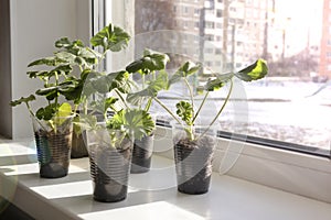 Young pelargonium seedlings stand on the window sill. rooting and growing flower plants at home by yourself.