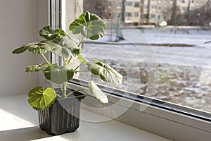 Young pelargonium seedlings stand on the window sill. rooting and growing flower plants at home by yourself.