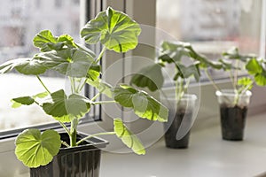 Young pelargonium seedlings stand on the window sill. rooting and growing flower plants at home by yourself.