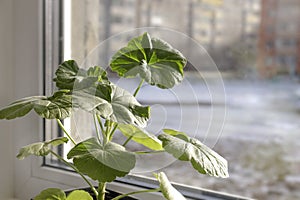 Young pelargonium seedlings stand on the window sill. rooting and growing flower plants at home by yourself.