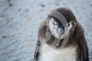 Young penguin at the beach