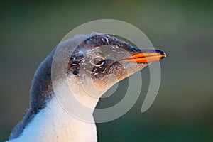 Young penguin portrait. Detailed portrait of Gentoo penguin, Pygoscelis papua, with orange bill. Bird head with beautiful evening