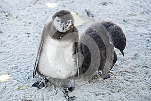 Young penguins at the beach