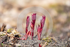 Young peony leaves sprouts break through soil ground in early spring. Garden works concept. Closeup
