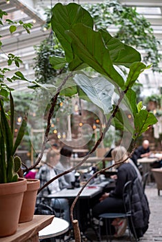 Young people at cafe located under a glass roof in a courtyard KafÃ© Magasinet, Linne district, Gothenburg, Sweden.