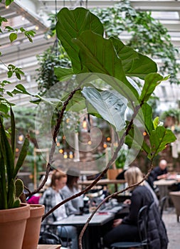 Young people at cafe located under a glass roof in a courtyard KafÃ© Magasinet, Linne district, Gothenburg, Sweden.