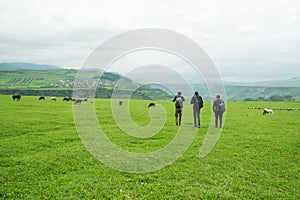 Young people walk in a green field where cows are pasture