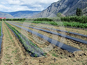 Young pepper and corn plants with black LDPE plastic mulch layer, Keremeos Okanagan Valley, BC, Canada