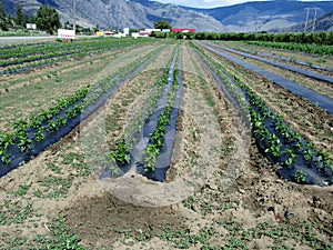 Young pepper plants with black LDPE plastic mulch layer, Keremeos Okanagan Valley, BC, Canada