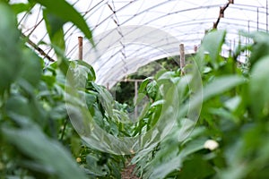 Young pepper plants growing in a greenhouse