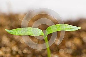 Young pepper plants growing in greenhouse.