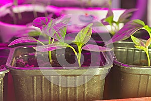 Young pepper plants are illuminated by a red phytolamp