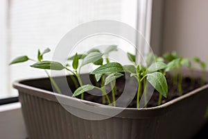 Young pepper seedlings grow in a pot on a windowsill near a window. Vegetable seedlings in pots