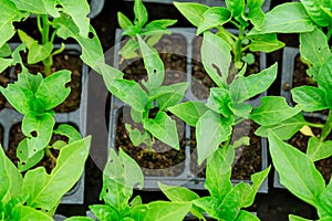 Young pepper seedlings, leaves eaten by pests. If you do not start pest control in time, young plants may die.