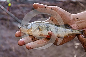 Young perch in the hands of a fisherman. Fishing