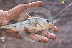 Young perch in the hands of a fisherman. Fishing