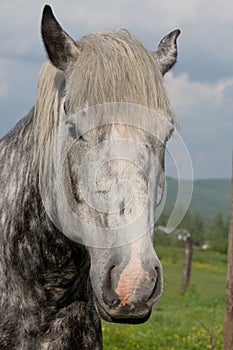 Young Percheron Draft Horse