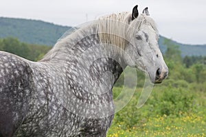 Young Percheron Draft Horse photo