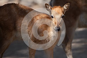 Young pere David deer calf