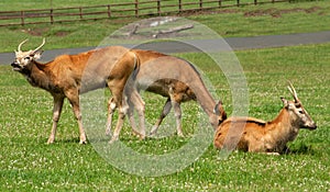 Young Pere David Deer in parkland