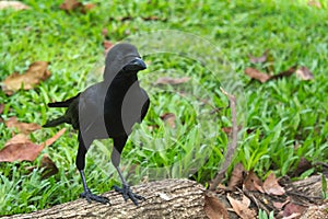 A young, perky black crow, bounces upon a small log, in a lovely green park.