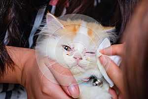 Young Persian cat is getting its eye wiped photo